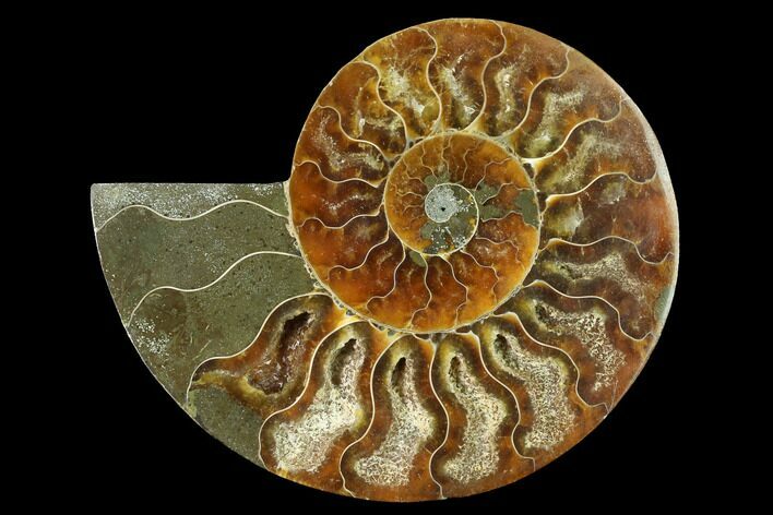 Cut & Polished Ammonite Fossil (Half) - Madagascar #166825